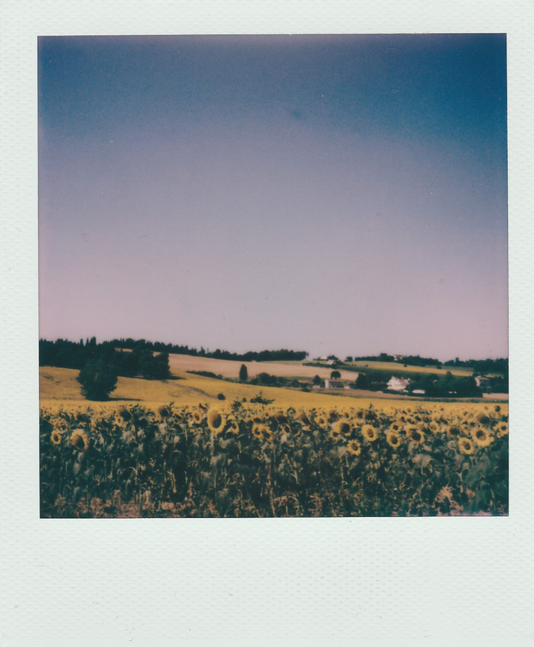 Polaroid Photo of Sunflowers